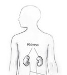 Location of Kidneys