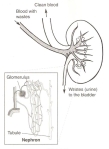Glomerulus-Nephron 300 dpi jpg