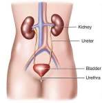 kidney location