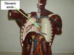 thoracic-aorta